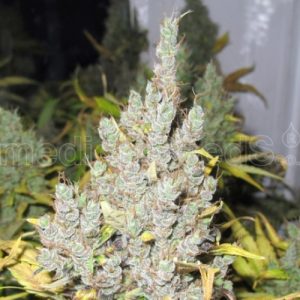 2046 X3 (+2 Chanel+) - Medical Seeds