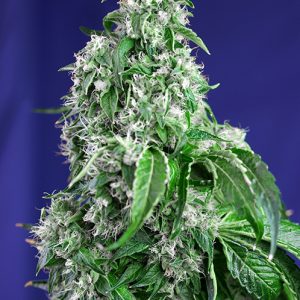 Big Devil FV x4 - Sweet Seeds
