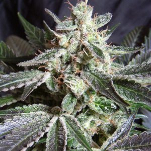 Black Jack x4 - Sweet Seeds