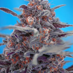 Devil Cream Red Famiily Auto x4 - Sweet Seeds