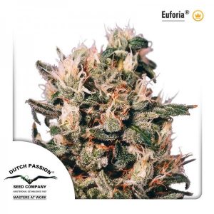 Euforia x3 - Dutch Passion