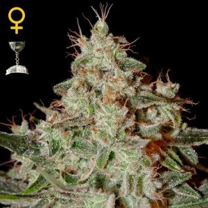 Lemon Skunk x3 - Green House Seeds