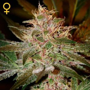 Pure Kush x3 - Green House Seeds