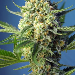 Sweet Afgani Delicious Auto x4 - Sweet Seeds