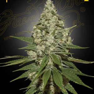 Super Lemon Haze x3 - Green House Seeds