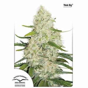 Think Big x3 - Dutch Passion