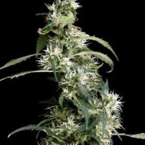 Mango Haze #2 x3 - Green House Seeds