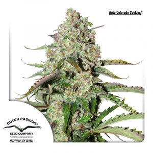 Auto Colorado Cookies x3 - Dutch Passion