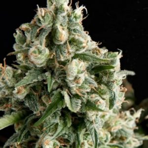 Auto Lennon x3+1 - Pyramid Seeds