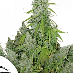 Auto Ultimate x3 - Dutch Passion