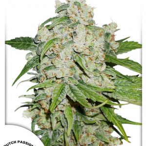 Auto Brooklyn Sunrise x3 - Dutch Passion