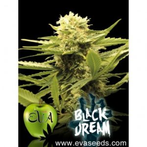 Black Dream X3 - Eva Seeds