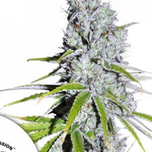 CBD Skunk Haze x3 - Dutch Passion