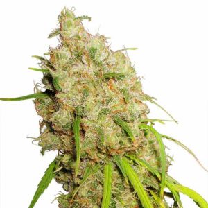 Desfrán x3 - Dutch Passion