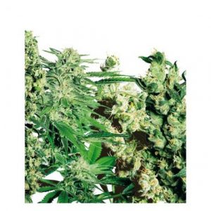 Mix Feminizado x10 - Sensi Seeds
