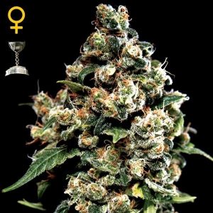Jack Herer x3 - Green House Seeds