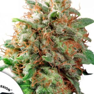 Mazar x3 - Dutch Passion