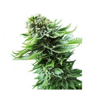 Northern Lights Automatic X3 - Sensi Seeds