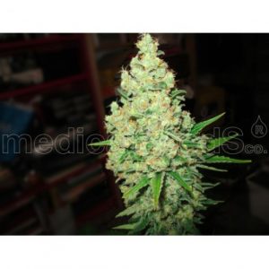 Prozack X3 - Medical Seeds