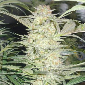 White Widow x3 - Medical Seeds