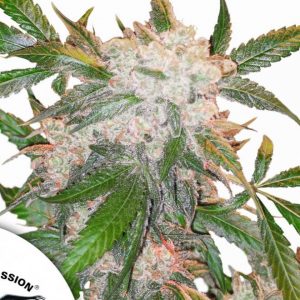 White Widow x3 - Dutch Passion
