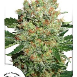 Brainstorm x3 - Dutch Passion