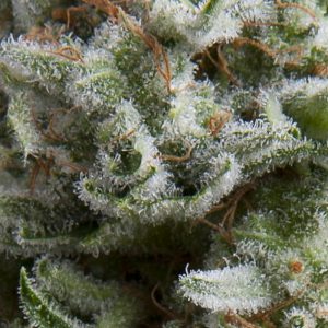 Auto Anesthesia x1 - Pyramid Seeds