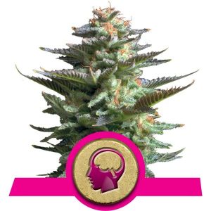 Amnesia Haze x1 - Royal Queen Seeds