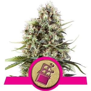 Chocolate Haze x1 - Royal Queen Seeds
