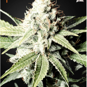 Great White Shark X3 - Green House Seeds