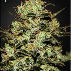 Moby Dick X3 - Green House Seeds