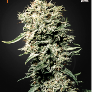 White Rhino X3 - Green House