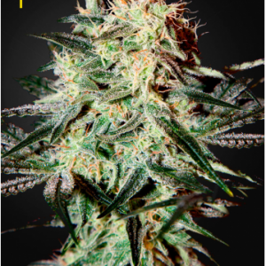 Arjans Ultra Haze #1 X3- Green House Seeds