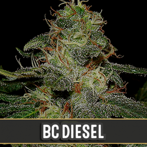 BC Diesel X3 - Blimburn Seeds