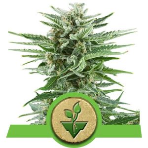 Auto Easy Bud X1 - Royal Queen Seeds