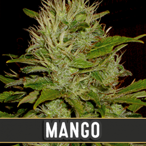 Mango X3 - Blimburn Seeds