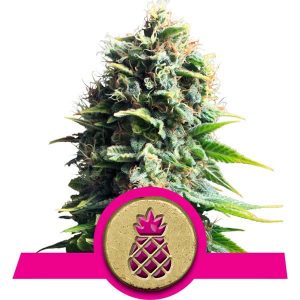 Pineapple Kush X3 - Royal Queen Seeds