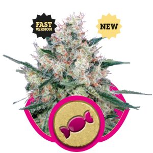 Royal Caramel Fast Version X3 - Royal Queen Seeds