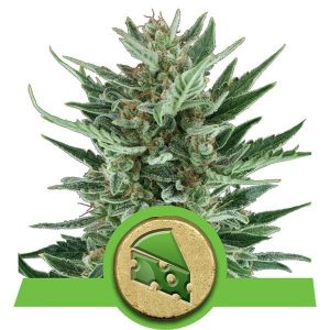 Auto Royal Cheese X3 - Royal Queen Seeds