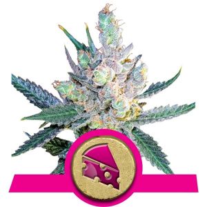 Royal Cheese Fast Version X3 - Royal Queen Seeds