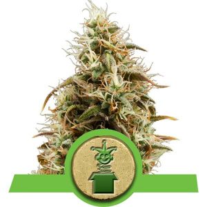 Auto Royal Jack X3 - Royal Queen Seeds