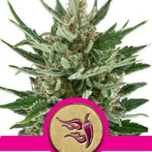 Speedy Chile x1 – Royal Queen Seeds