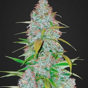 Californian Snow Auto x3 – Fast Buds
