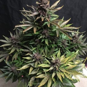 Crystal Meth Auto x3 - Fast Buds