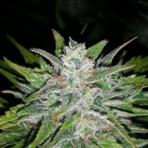 G14 Auto x3 - Fast Buds