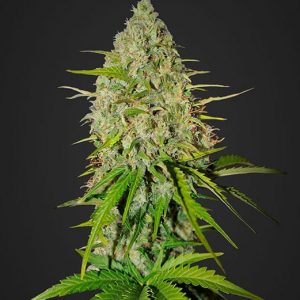 Grapefruit Auto x1 - Fast Buds