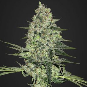 Rhino Ryder Auto x3 - Fast Buds