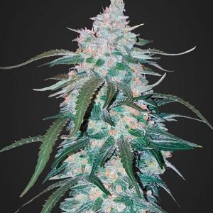Pineapple Express Auto x3 – Fast Buds