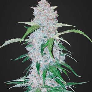 Six Shooter Auto x3 - Fast Buds