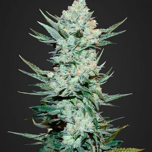 Tangie Matic Auto x3 - Fast Buds